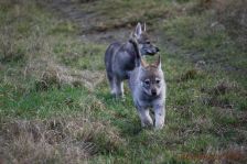 Welpen F-Wurf am 10.01.2014