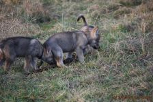 Welpen F-Wurf am 10.01.2014
