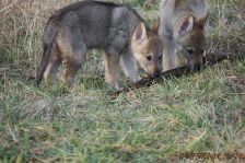 Welpen F-Wurf am 10.01.2014