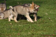 Welpen F-Wurf am 12.01.2014