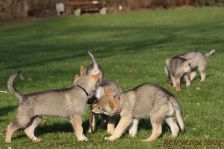 Welpen F-Wurf am 12.01.2014