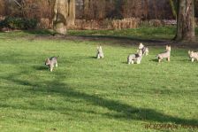 Welpen F-Wurf am 12.01.2014