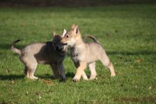Welpen F-Wurf am 12.01.2014