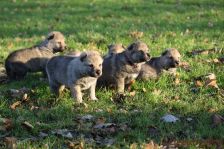 Welpen F-Wurf am 13.12.2013