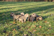 Welpen F-Wurf am 13.12.2013