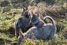 Welpen F-Wurf am 14.01.2014