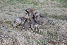 Welpen F-Wurf am 14.01.2014