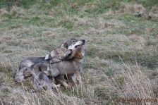 Welpen F-Wurf am 14.01.2014