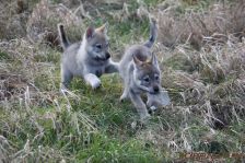 Welpen F-Wurf am 14.01.2014