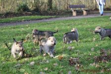 Welpen F-Wurf am 16.12.2013