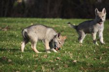 Welpen F-Wurf am 18.01.2014