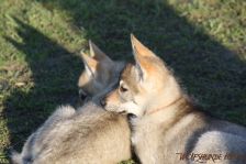 Welpen F-Wurf am 19.01.2014