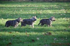 Welpen F-Wurf am 20.12.2013