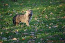 Welpen F-Wurf am 20.12.2013