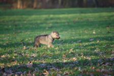 Welpen F-Wurf am 20.12.2013