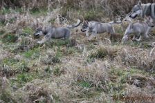 Welpen F-Wurf am 27.01.2014