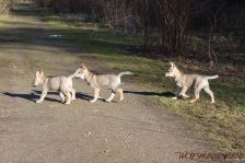 Welpen F-Wurf am 28.01.2014