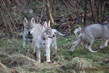 Welpen F-Wurf am 28.01.2014