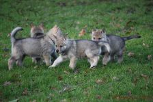 Welpen F-Wurf am 28.12.2013