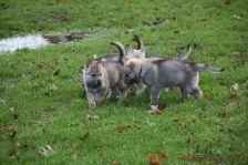 Welpen F-Wurf am 28.12.2013