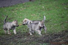Welpen F-Wurf am 28.12.2013