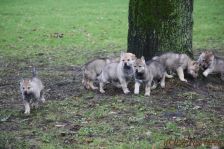 Welpen F-Wurf am 28.12.2013