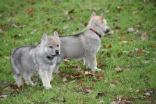 Welpen F-Wurf am 28.12.2013