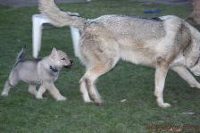 Fabulous from Bandit´s World am 01.01.2014