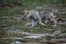 Fabulous from Bandit´s World am 10.01.2014