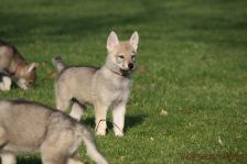 Feivel from Bandit´s World am 12.01.2014