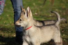 Feivel from Bandit´s World am 12.01.2014