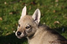 Feivel from Bandit´s World am 12.01.2014