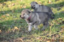 For me from Bandit´s World am 13.12.2013
