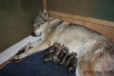 Welpen G-Wurf am 25.11.2014