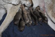 Welpen G-Wurf am 25.11.2014