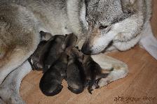 Welpen G-Wurf am 28.11.2014