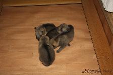 Welpen G-Wurf am 07.12.2014