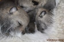 Welpen G-Wurf am 11.12.2014