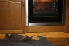 Welpen G-Wurf am 24.12.2014