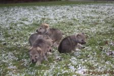 Welpen G-Wurf am 28.12.2014