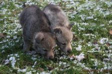 Welpen G-Wurf am 28.12.2014