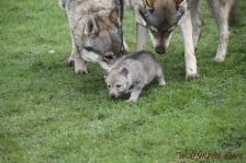 Welpen G-Wurf am 01.01.2015