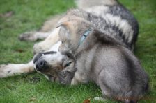 Welpen G-Wurf am 01.01.2015