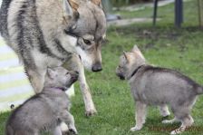 Welpen G-Wurf am 01.01.2015