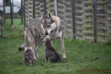 Welpen G-Wurf am 01.01.2015