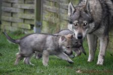 Welpen G-Wurf am 01.01.2015