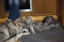 Welpen G-Wurf am 02.01.2015