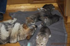 Welpen G-Wurf am 02.01.2015