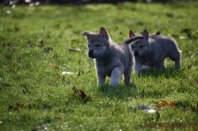 Welpen G-Wurf am 04.01.2015