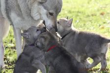 Welpen G-Wurf am 04.01.2015